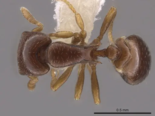 Strumigenys prex specimen CASENT0648871 image casent0648871_1