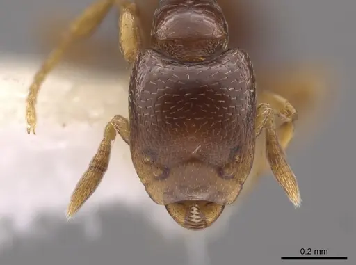 Strumigenys prex specimen CASENT0648871 image casent0648871_2