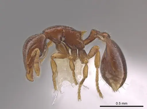 Strumigenys prex specimen CASENT0648871 image casent0648871_3