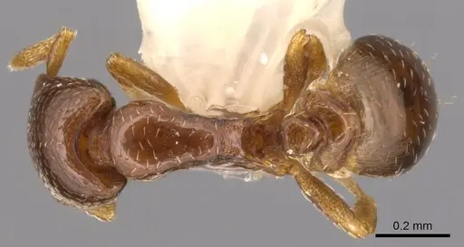 Strumigenys prex specimen CASENT0900209 image casent0900209_1