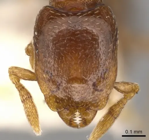 Strumigenys prex specimen CASENT0900209 image casent0900209_2