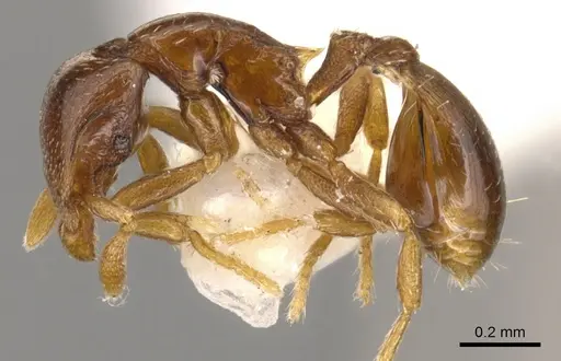 Strumigenys prex specimen CASENT0900209 image casent0900209_3