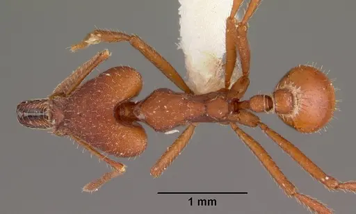 Strumigenys princeps specimen CASENT0102579 image casent0102579_1