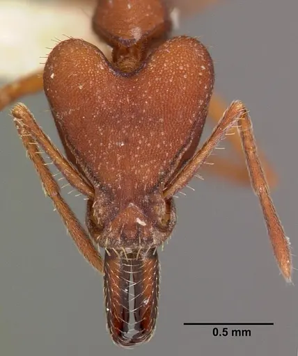 Strumigenys princeps specimen CASENT0102579 image casent0102579_2