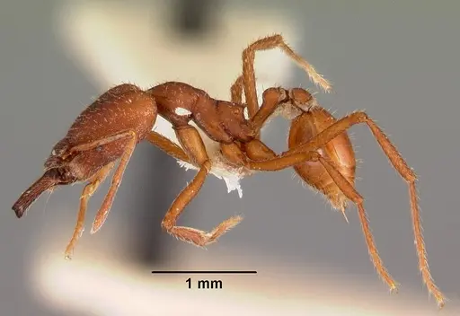Strumigenys princeps specimen CASENT0102579 image casent0102579_3
