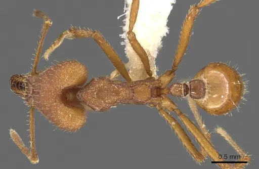 Strumigenys princeps specimen CASENT0900443 image casent0900443_1