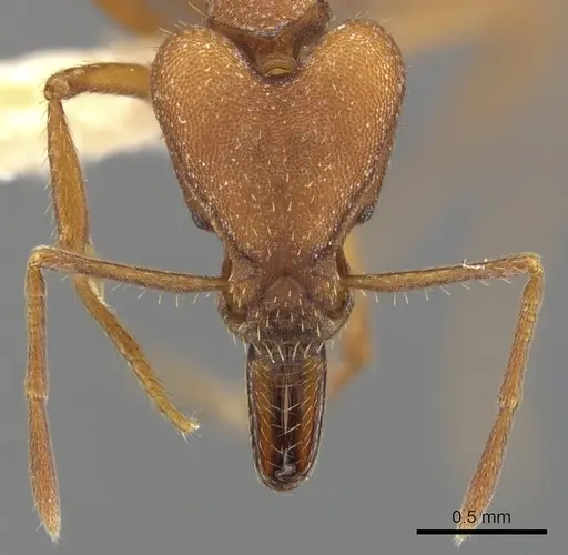 Strumigenys princeps specimen CASENT0900443 image casent0900443_2