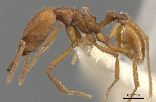 Strumigenys princeps specimen CASENT0900443 image casent0900443_3