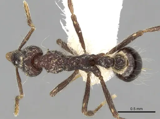 Strumigenys probatrix specimen CASENT0281993 image casent0281993_1