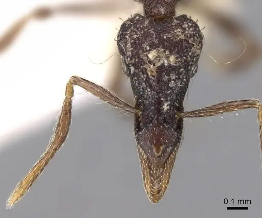 Strumigenys probatrix specimen CASENT0281993 image casent0281993_2