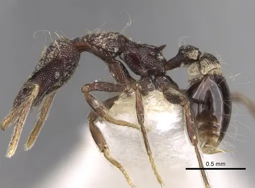 Strumigenys probatrix specimen CASENT0281993 image casent0281993_3
