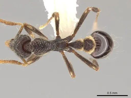 Strumigenys probatrix specimen CASENT0640422 image casent0640422_1
