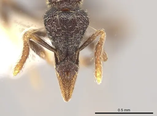 Strumigenys probatrix specimen CASENT0640422 image casent0640422_2