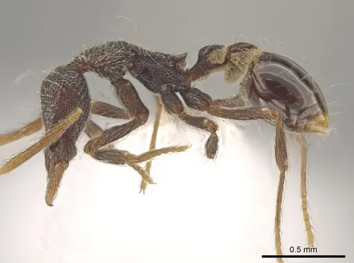 Strumigenys probatrix specimen CASENT0640422 image casent0640422_3