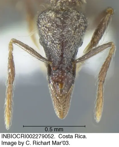 Strumigenys probatrix specimen INBIOCRI002279052 image inbiocri002279052_1