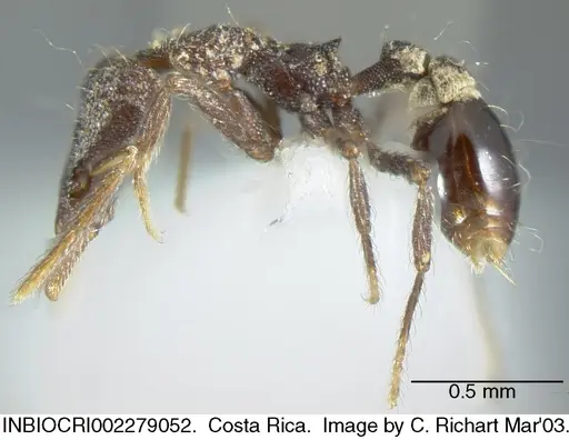 Strumigenys probatrix specimen INBIOCRI002279052 image inbiocri002279052_2