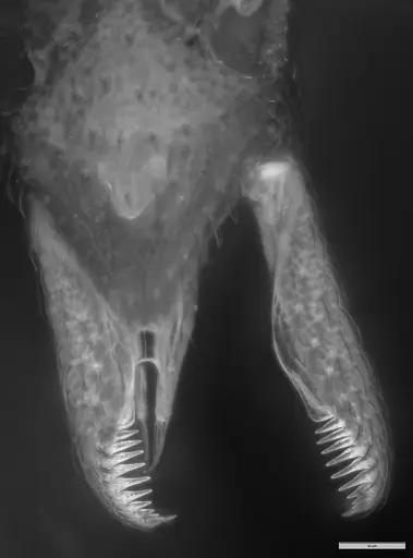 Strumigenys probatrix specimen MZSPHYM0140223 image mzsphym0140223_1