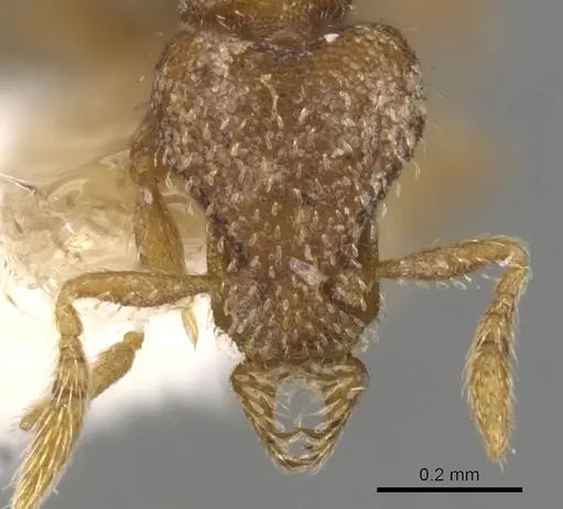 Strumigenys propinqua specimen CASENT0900763 image casent0900763_2