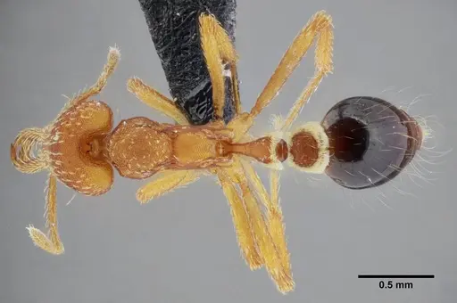 Strumigenys prospiciens specimen UFV-LABECOL-000154 image ufv-labecol-000154_1