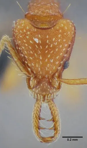Strumigenys prospiciens specimen UFV-LABECOL-000154 image ufv-labecol-000154_2