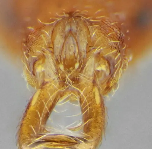 Strumigenys prospiciens specimen UFV-LABECOL-000154 image ufv-labecol-000154_3