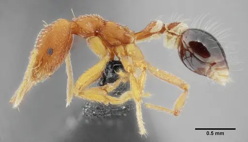 Strumigenys prospiciens specimen UFV-LABECOL-000154 image ufv-labecol-000154_4