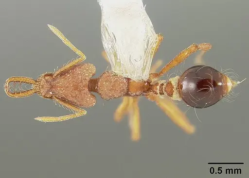 Strumigenys prospiciens specimen USNMENT00444979 image usnment00444979_1