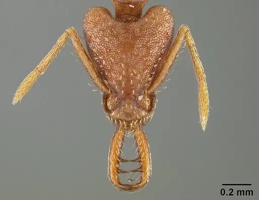Strumigenys prospiciens specimen USNMENT00444979 image usnment00444979_2