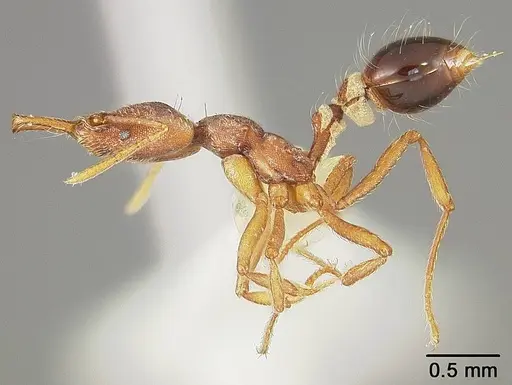 Strumigenys prospiciens specimen USNMENT00444979 image usnment00444979_3