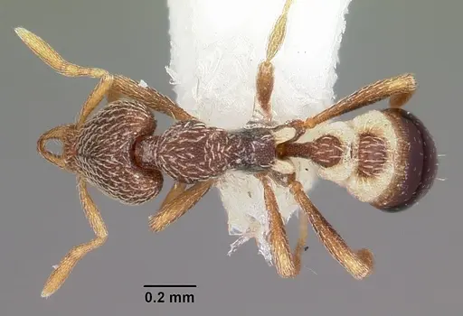 Strumigenys pulchella specimen CASENT0102625 image casent0102625_1