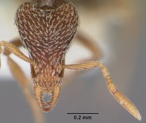 Strumigenys pulchella specimen CASENT0102625 image casent0102625_2