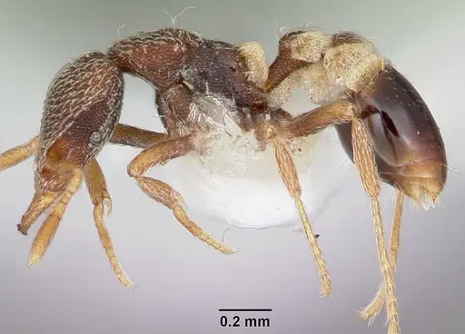 Strumigenys pulchella specimen CASENT0102625 image casent0102625_3