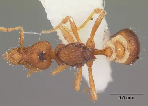 Strumigenys pulchella specimen CASENT0104484 image casent0104484_1
