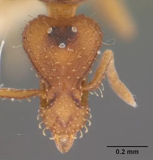 Strumigenys pulchella specimen CASENT0104484 image casent0104484_2