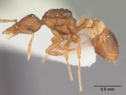 Strumigenys pulchella specimen CASENT0104484 image casent0104484_3