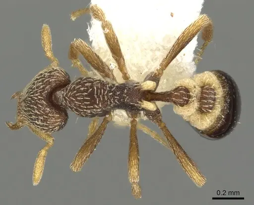 Strumigenys pulchella specimen CASENT0900856 image casent0900856_1