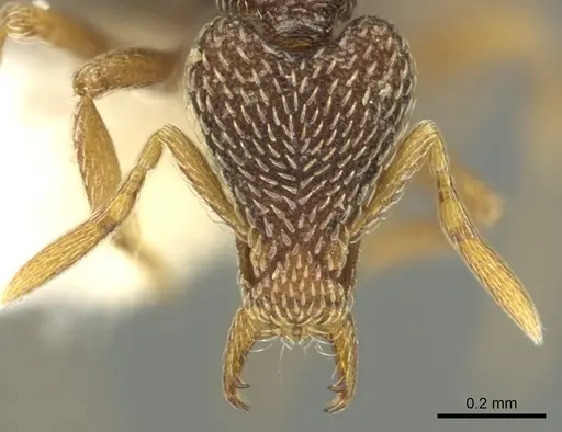 Strumigenys pulchella specimen CASENT0900856 image casent0900856_2
