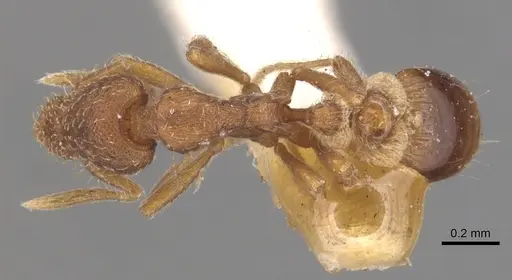 Strumigenys pulchella specimen CASENT0904957 image casent0904957_1