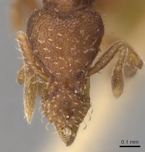 Strumigenys pulchella specimen CASENT0904957 image casent0904957_2