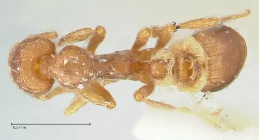 Strumigenys pulchella specimen FOCOL2170 image focol2170_1