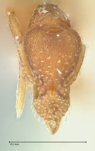 Strumigenys pulchella specimen FOCOL2170 image focol2170_2