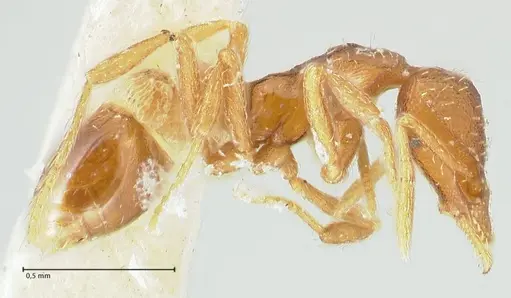 Strumigenys pulchella specimen FOCOL2170 image focol2170_3