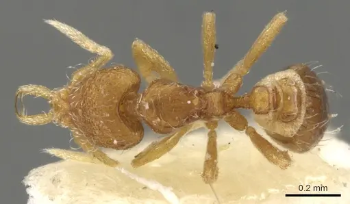 Strumigenys quadrua specimen CASENT0900472 image casent0900472_1