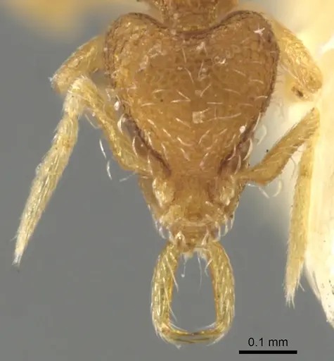 Strumigenys quadrua specimen CASENT0900472 image casent0900472_2
