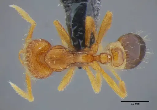 Strumigenys quadrua specimen UFV-LABECOL-002482 image ufv-labecol-002482_1
