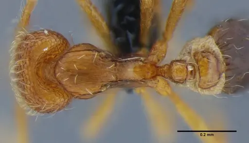 Strumigenys quadrua specimen UFV-LABECOL-002482 image ufv-labecol-002482_2