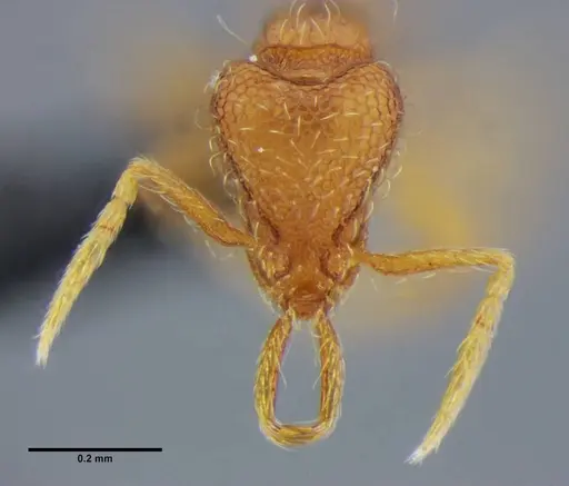 Strumigenys quadrua specimen UFV-LABECOL-002482 image ufv-labecol-002482_3