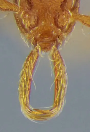 Strumigenys quadrua specimen UFV-LABECOL-002482 image ufv-labecol-002482_4