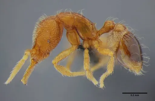 Strumigenys quadrua specimen UFV-LABECOL-002482 image ufv-labecol-002482_5