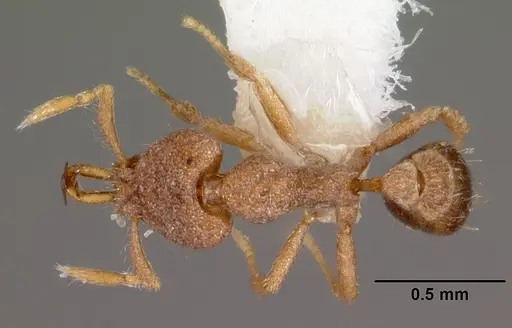 Strumigenys quattuor specimen CASENT0102585 image casent0102585_1